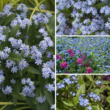 Myosotis - Assorted Forget-Me-Not