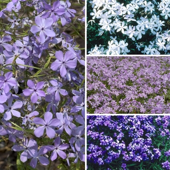 Phlox - Woodland Phlox