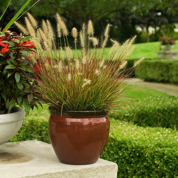 Pennisetum alopecuroides - 'Burgundy Bunny' Fountain Grass