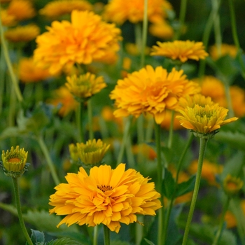 Heliopsis - Summer Sun False Sunflower