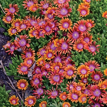 Delosperma - Assorted Ice Plant
