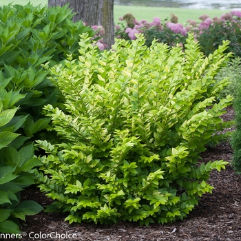 Ligustrum x vicaryi - 'Golden Ticket®' Privet