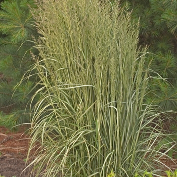 Calamagrostis acutiflora 'Avalanche' - Avalanche Feather Reed Grass