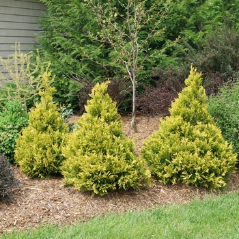 Chamaecyparis pisifera - False Cypress