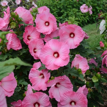 Hibiscus 'Airbrush Effect' - Airbrush Effect Rose Mallow