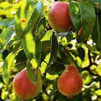 Pyrus communis 'Summercrisp' - Summercrisp Pear