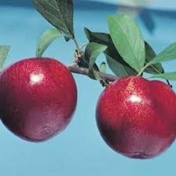 Prunus domestica 'Superior' - Stanley Plum