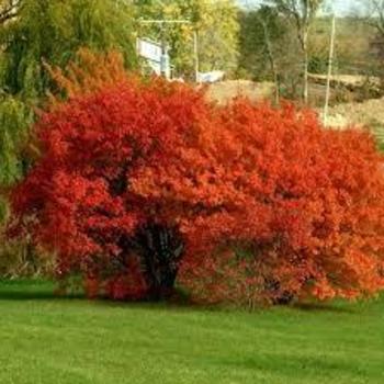 Acer ginnala 'Flame' - Flame Amur Maple