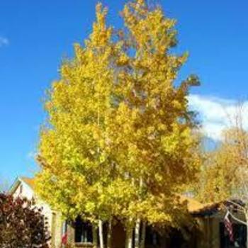 Populus tremuloides - Quaking Aspen