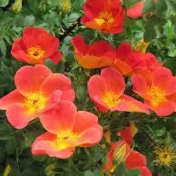 Rosa foetida 'Bicolor' - Austrian Copper Bicolor Rose