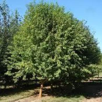 Populous Deltoides 'Robusta' - Robusta Poplar (Cottonless Cottonwood)