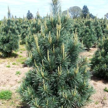 Pinus flexilis 'Vanderwolf's Pyramid' - Vanderwolf Limber Pine