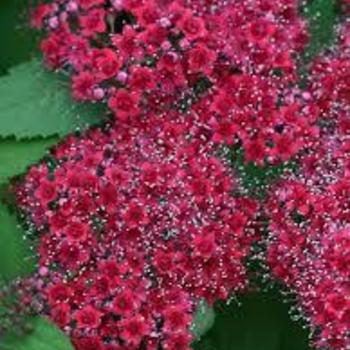 Spirea japonica ''Double Play' - Double Play Red Spirea 