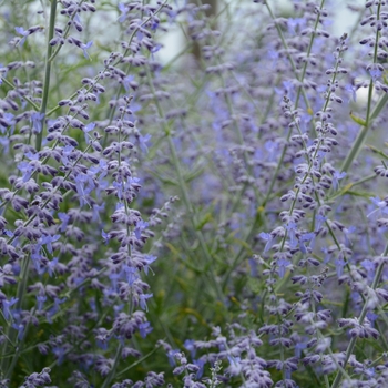Perovskia atriplicifolia 'Lacey Blue' - Lacey Blue Russian Sage