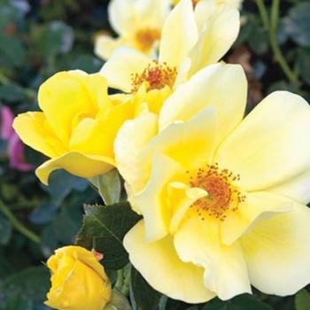 Rosa radsun 'Carefree Sunshine' - Carefree Sunshine Rose