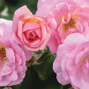 Rosa radgor 'Peachy' - Peachy Knockout Rose