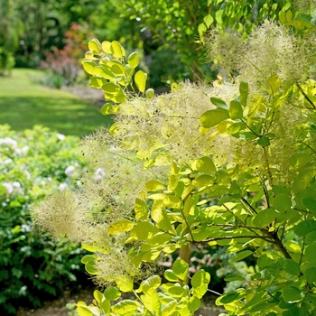 Cotinus coggygria - 'Winecraft Gold®' Smokebush