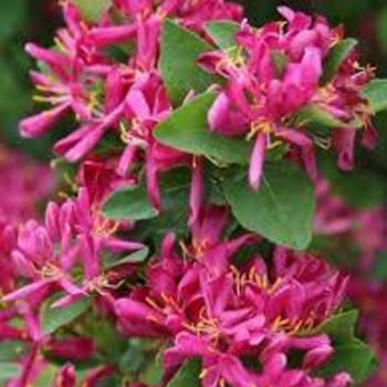 Lonicera tartarian 'Arnolds Red' - Arnolds Red Honeysuckle