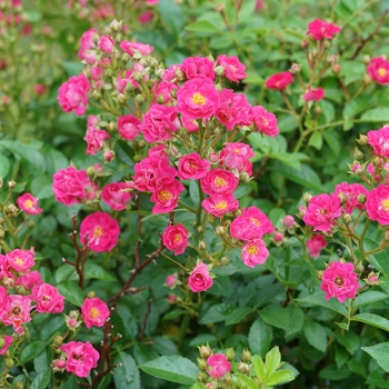 Rosa - 'Oso Easy Peasy&reg;' Rose