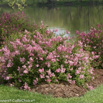 Syringa x - Scent and Sensibility™ Pink