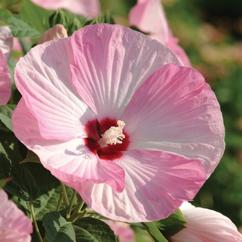 Hibiscus moscheutos 'Pink Swirl' - Luna&trade; Pink Swirl Hibiscus