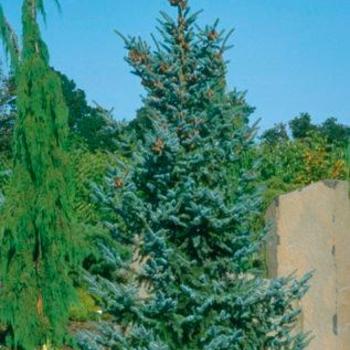 Picea Omorika 'Bruns' - Serbian Bruns Spruce