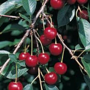 Prunus cerasus 'Meteor' - Meteor Pie Cherry'