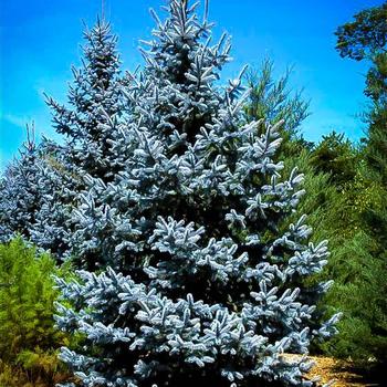 Picea pungens 'Hoopsii' - Hoopsii Blue Spruce