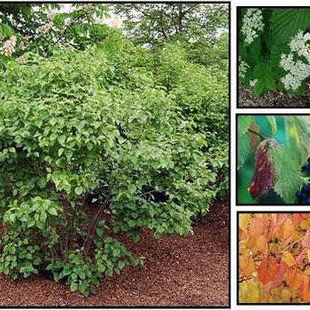 Viburnum densata 'Ralph Senior' - Autumn Jazz Viburnum