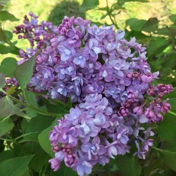 Syringa hyacinthiflora - Scentara® Double Blue Lilac