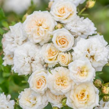 Rosa - 'White Drift&reg;' Rose