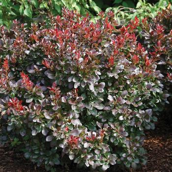 Berberis thunbergii 'Criruzam' - Crimson Ruby Barberry