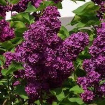 Syringa vulgarus 'Monge' - Monge Purple Lilac