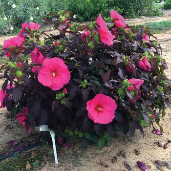 Hibiscus moscheutos (Rose-Mallow) - Head Over Heels&reg; Passion Hibiscus