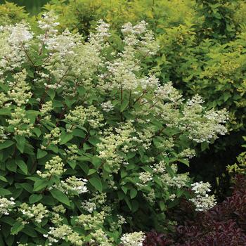 Hydrangea paniculata 'Fire and Ice' - Fire & Ice Hydrangea