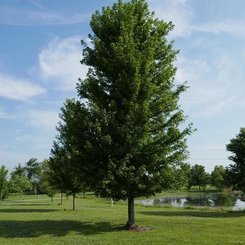 Acer freemanii 'Autumn Blaze&reg;' - Autumn Blaze&reg; Maple Tree