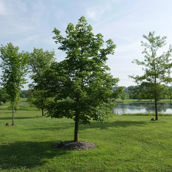 Acer truncatum x platanoides 'Warrenred' - Pacific Sunset&reg; Maple