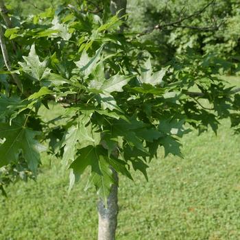 Acer saccharum - Autumn Splendor Maple