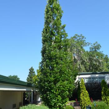Quercus X warei 'Long' - Regal Prince® Oak