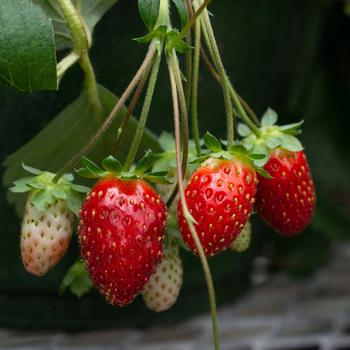 Fragaria x ananassa (Strawberry) - Bushel and Berry&reg; 'Rosy Belle&trade;'