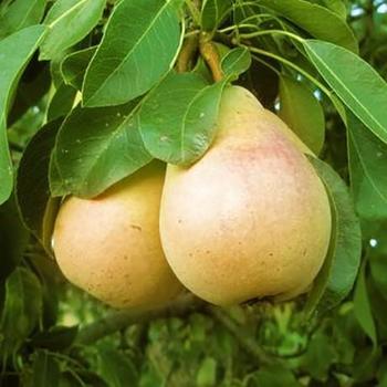 Pyrus 'Parker' - Parker Pear
