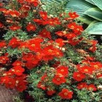 Potentilla fruticosa ''Red Joker'' - Red Joker Potentilla
