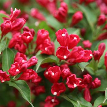 Weigela 'Sonic Bloom Red' - Sonic Bloom Red Weigela