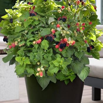 Rubus - Baby Cakes Blackberry