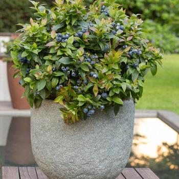 Rubus - Jelly Bean Blueberry
