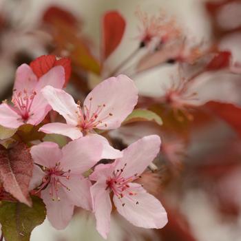 Malus 'JFS-KW5' - Royal Raindrops&reg; Crabapple