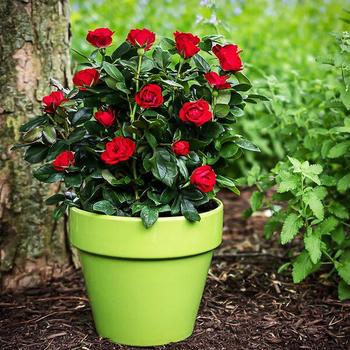 Rosa Meibenbino - Petite Red Knock Out Rose