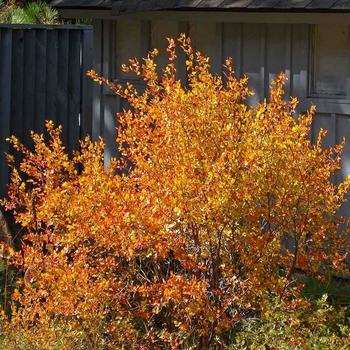Rhus Trilobata - Three Leafed Sumac (Skunkbrush)