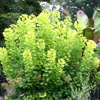 Cotinus coggygria - Golden Spirit Smoke Tree