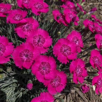 Dianthus 'Neon Star' - Neon Star Dianthus